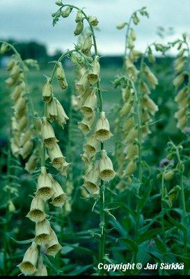  Digitalis grandiflora